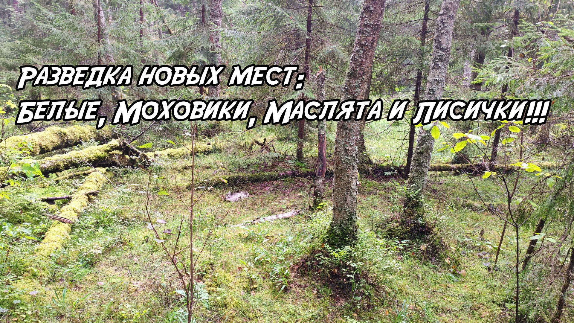 Разведка новых мест: Белые, Моховики, Маслята и Лисички. 30.08.2025 смотреть онлайн