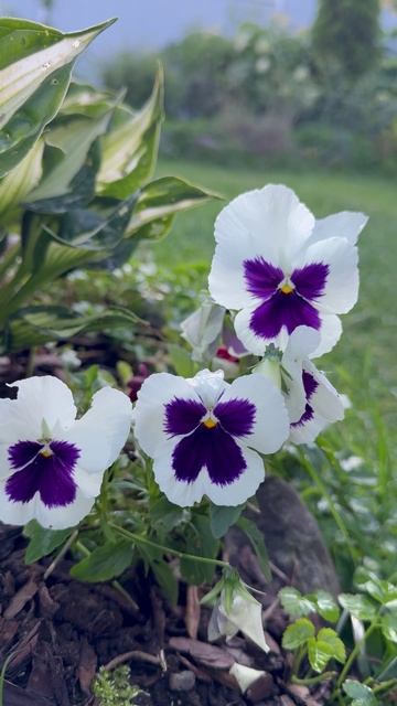 Виола цветет🌸🌿 #shorts смотреть онлайн