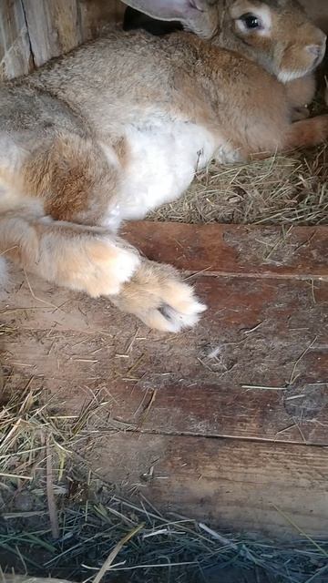 Самая старшая кролиха и самая ласковая