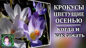 Осеннецветущие крокусы Посадка и размножение осенью по шагам