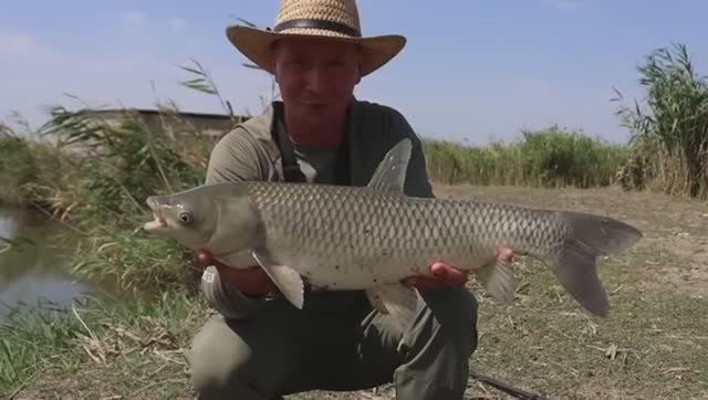 Ловлю амура на поплавочную удочку смотреть онлайн