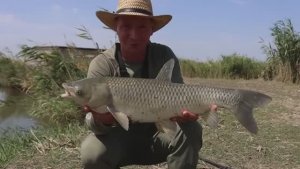 Ловлю амура на поплавочную удочку