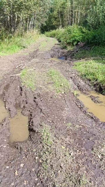 Лесная дорога смотреть онлайн