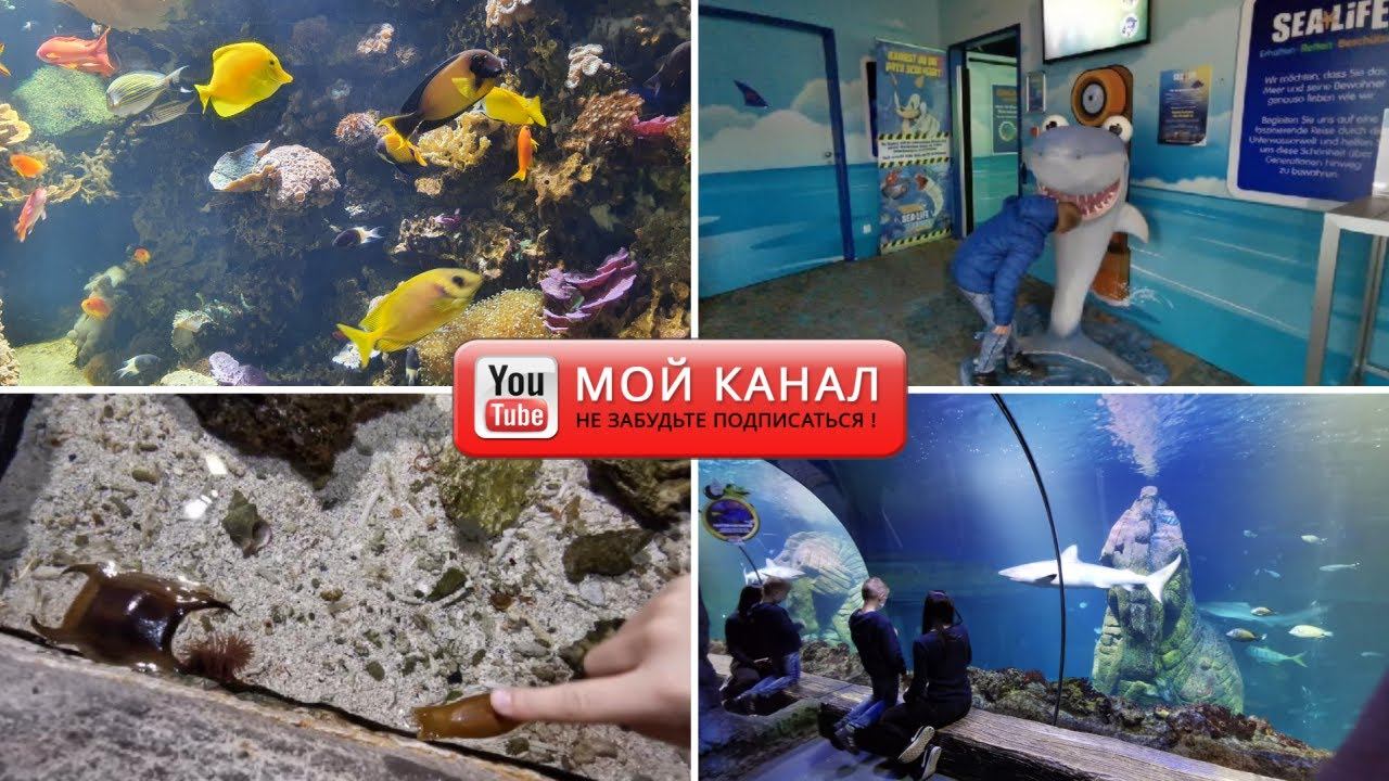 Отдых в Баварии/ Мюнхен Sea Life/ Аквариум/ На автодоме/ Жизнь в Германии смотреть онлайн