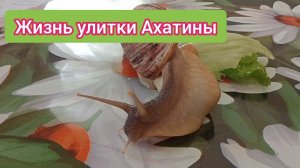 Жизнь улитки Ахатины