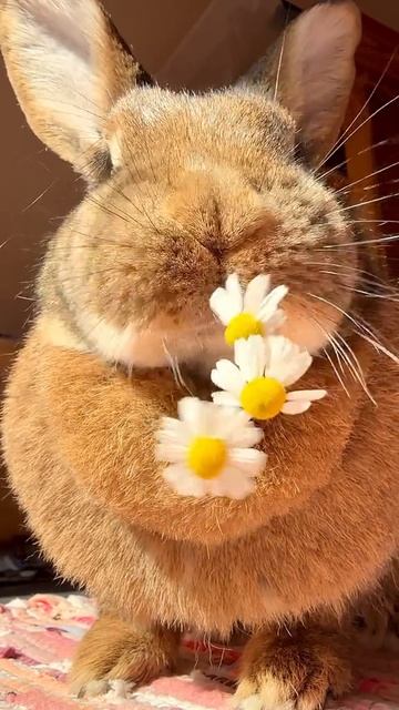 кролик кушает ромашку