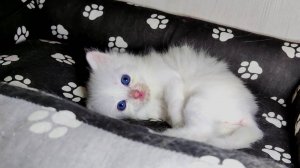 Наш маленький белый котёнок и его мама-кошка. Прекрасное кошачье семя.