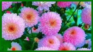 ЕСТЬ ЛЮДИ, КОТОРЫЕ ЛУЧШЕ МЕНЯ!!!  / стихи ИРИНЫ КУЛЬ /