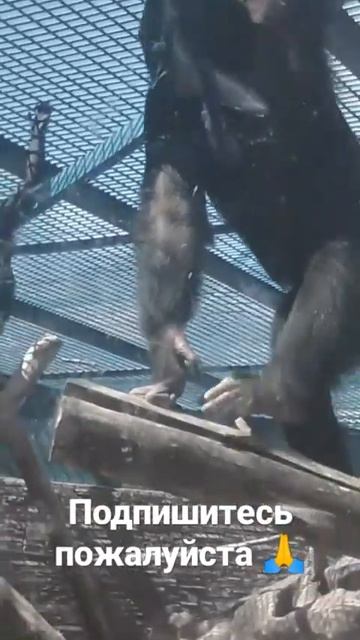 эта обезьяна умна смотреть онлайн