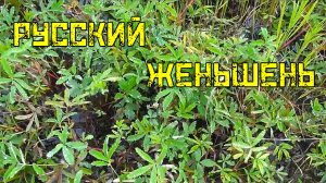 РУССКИЙ ЖЕНЬШЕНЬ. Он рядом, на болоте