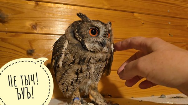 Совы Лютик и Одуван меня не дружат. Ёжик съел всех червячков и укатился. Маша приехала жабу кормить