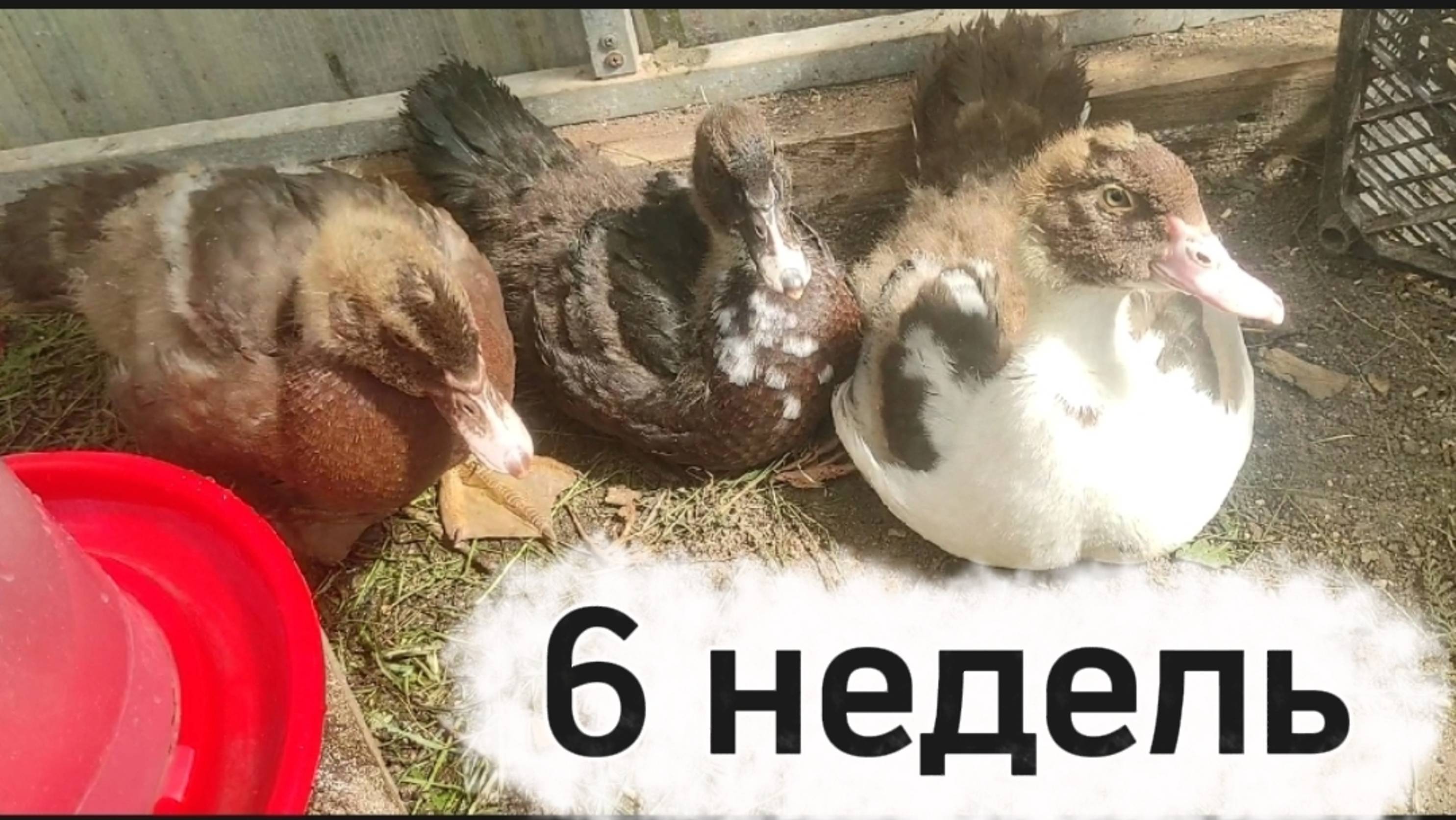 Вес индоутят в 6 недель. Сколько съели корма. смотреть онлайн