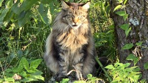 Запись стрима с ютуба 29.08.25. Стрим вертикальный с лодками, Кубиками, троллями и грибами