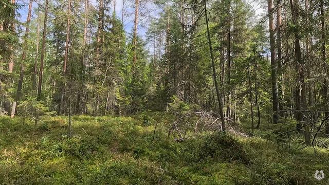 Прогулки по лесу смотреть онлайн