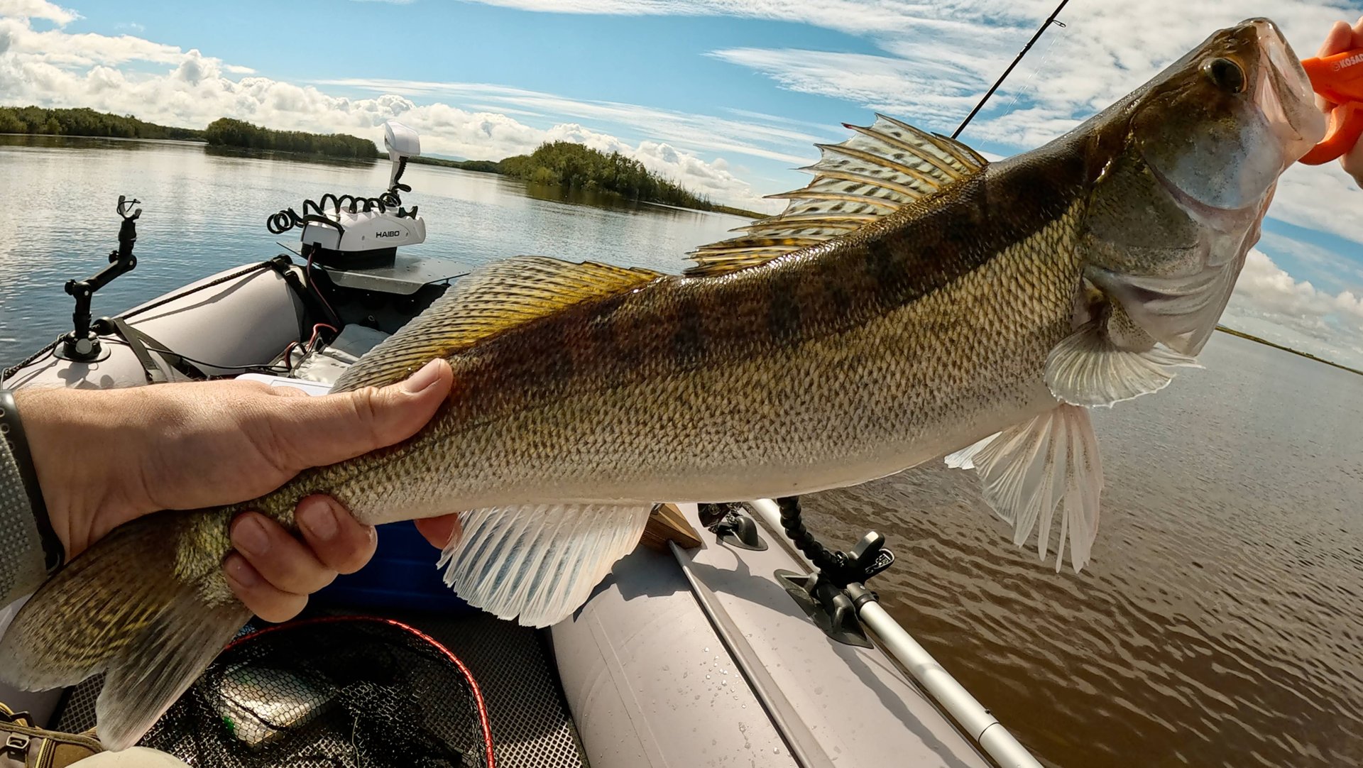 Яркие поклевки СУДАКА, большая вода вносит коррективы смотреть онлайн
