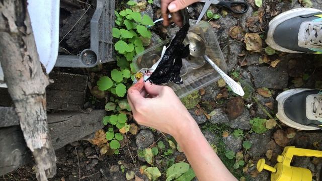 Опрыскиваю смородину и другие растения фитоспорином. Герань зацвела смотреть онлайн