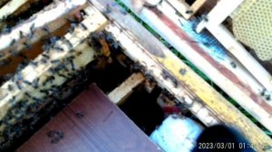 Обсушка рамок в улье лежаке.