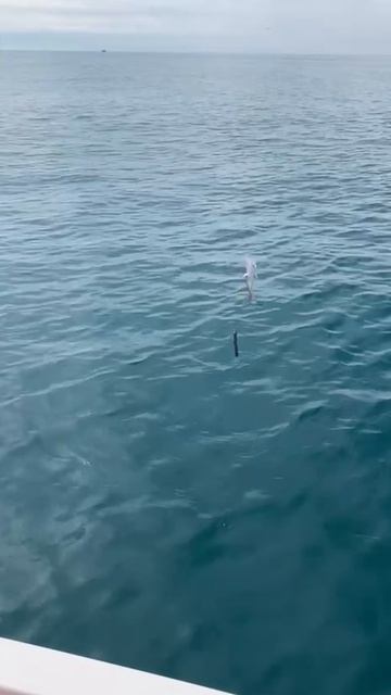 Морской дракон. смотреть онлайн