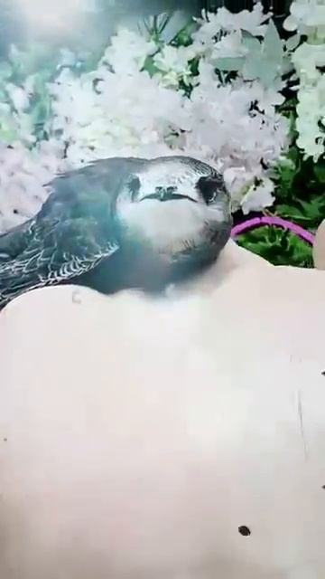 ma sha allah смотреть онлайн