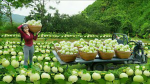 Сбор корейской дыни на ферме и продаже ее на сельском рынке. Жизнь во Вьетнаме