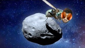 ЕСТЬ ЛИ МУХИ НА АСТЕРОИДЕ？