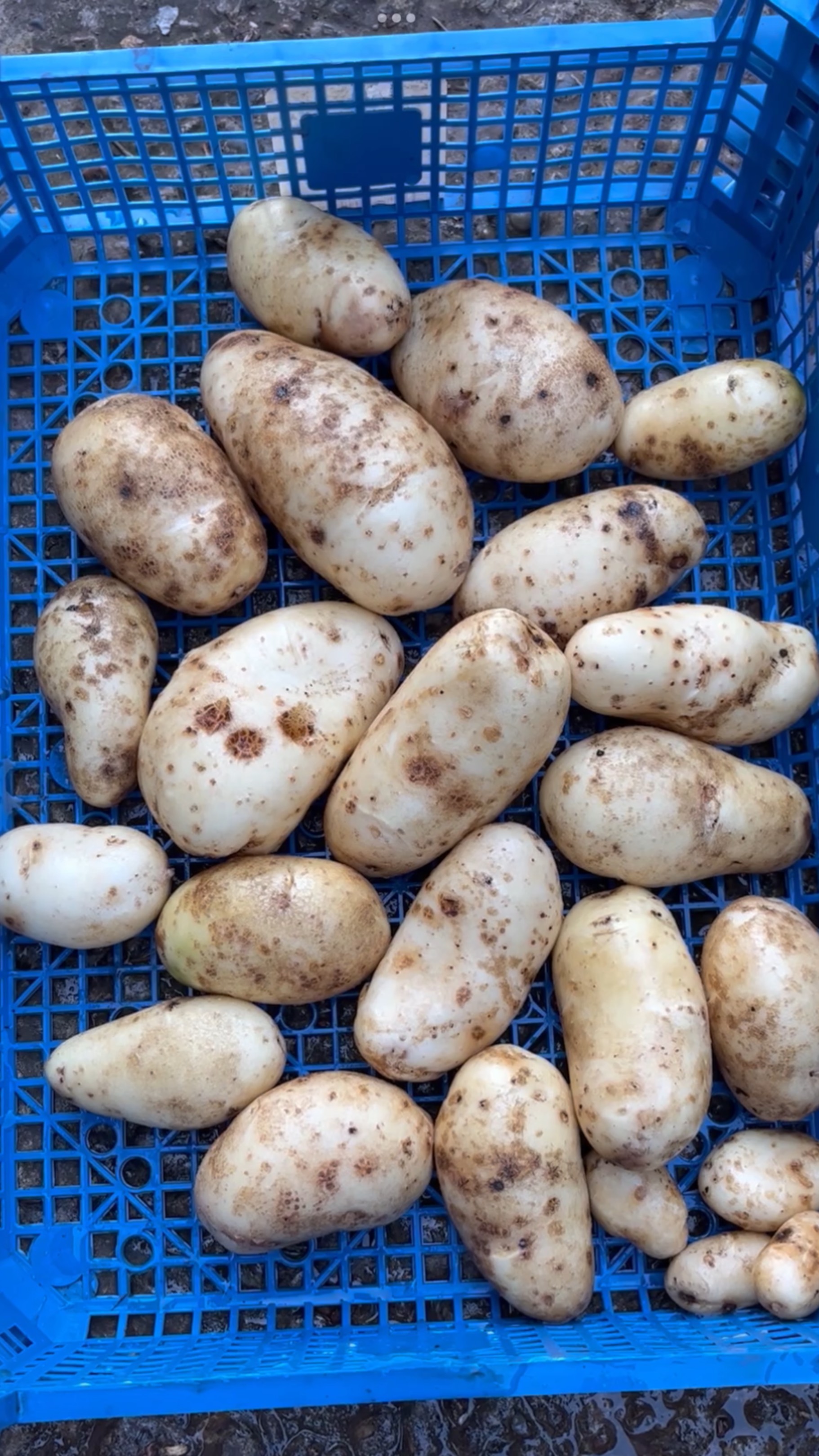 Обзор сорта картофеля Восторг на моем участке #обзор #картофель #восторг смотреть онлайн