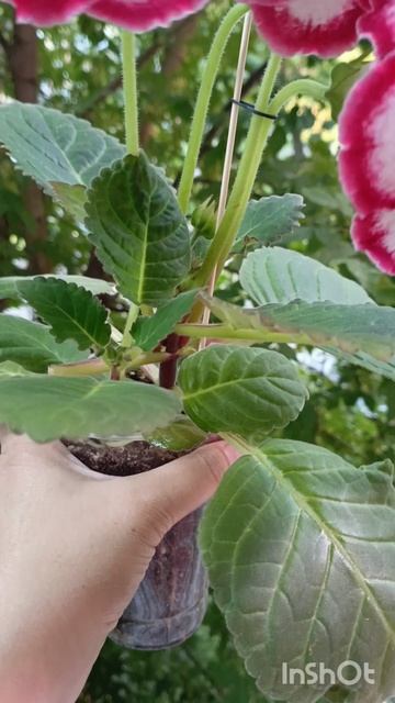 такую глоксинию вы ещё не видели 😍🙏🙏🙏🙏сойти с ума можно от такой красоты! #глоксиния смотреть онлайн