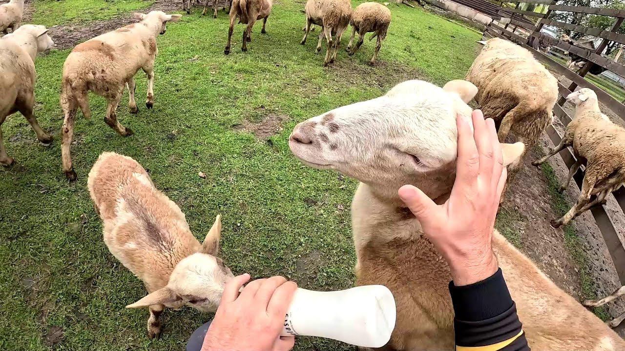 Начал делать фундамент для сарая , но что-то пошло не так ! Появилась проблема ! ХУТОР В ЛЕСУ №803 смотреть онлайн