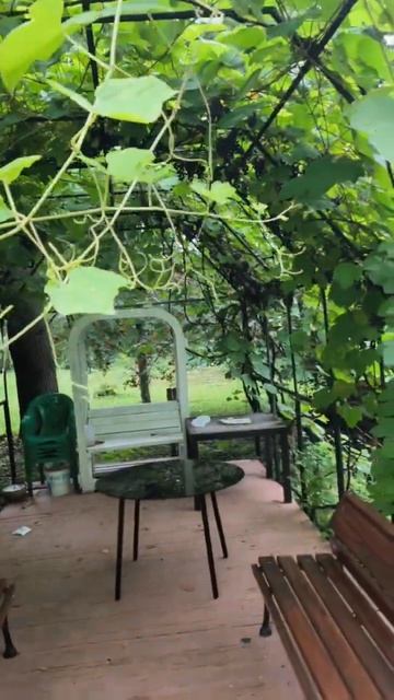 Виноградник в институте реставрация #Москве смотреть онлайн