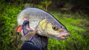 Я ЕГО ВЗЯЛ!!! ТРОФЕЙНЫЙ ГОЛАВЛЬ на НАНО ДЖИГ 🔥 ЗАВЕРШЕНИЕ ЛЕТНЕГО ГОЛАВЛЕВОГО СЕЗОНА