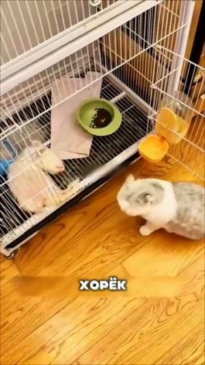 ХОРЁК ВПАЛ В КОМУ - КОТ 6 ЧАСОВ ОПЛАКИВАЛ МЁРТВОГО ДРУГА!❤