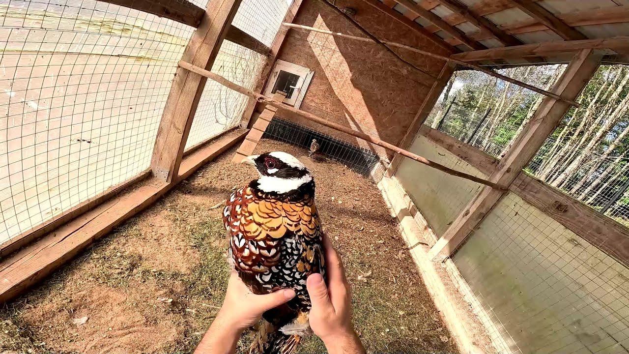 Поймал фазана ! Где буду строить овчарню ! ХУТОР В ЛЕСУ №800 смотреть онлайн