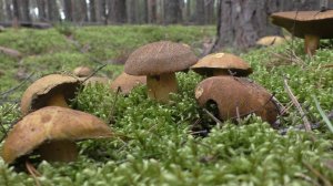 ЗАБРАЛИСЬ В ЛЕС ДАЛЕКО ДАЛЕКО И НАПАЛИ НА ГРИБЫ!!!