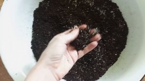 Сделать грунт для замиокулькаса из двух ингредиентов в домашних условиях