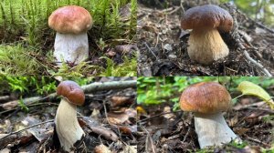 НОВАЯ ГРИБНАЯ ЛОКАЦИЯ! ГРИБНИК ЗАБРАЛСЯ В ЛЕС И НАШЕЛ МНОГО ДОСТОЙНЫХ ГРИБОВ | БЕЛЫЕ ГРИБЫ 2025