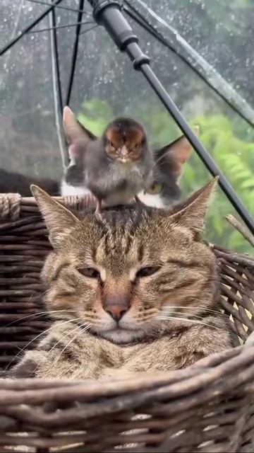 добрый утро последняя суббота лета #shorts