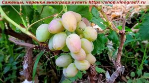 Виноград 6-7.2025 года - ЛАМБАДА, сигналка. Хотела себе эту форму- хорошие отзывы о ней, наблюдаю.