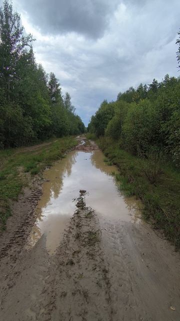 Лесная дорога и дождь смотреть онлайн