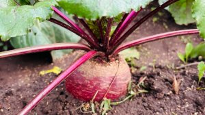 Свекла, посаженая таким способом, всегда порадует урожаем!!