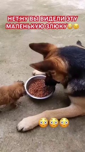 Главное- не размер, главное- отвага 😂