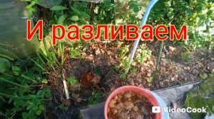 Посев грибов на даче