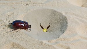 Что если Жук Носорог попадет в ловушку Муравьиного льва?