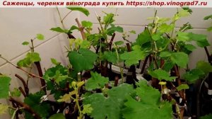 ВИНОГРАД- ПРИВИВИКИ НА МОЛОДЫЕ САЖЕНЦЫ ВИНОГРАДА В АВГУСТЕ- РАЗМНОЖЕНИЕ МОЕЙ СЕЛЕКЦИИ.