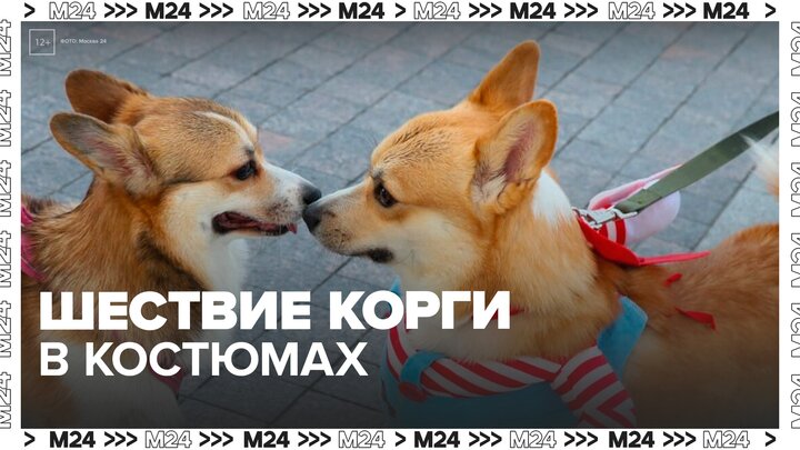 Более 600 собак приняли участие в костюмированном параде корги - Москва 24 смотреть онлайн