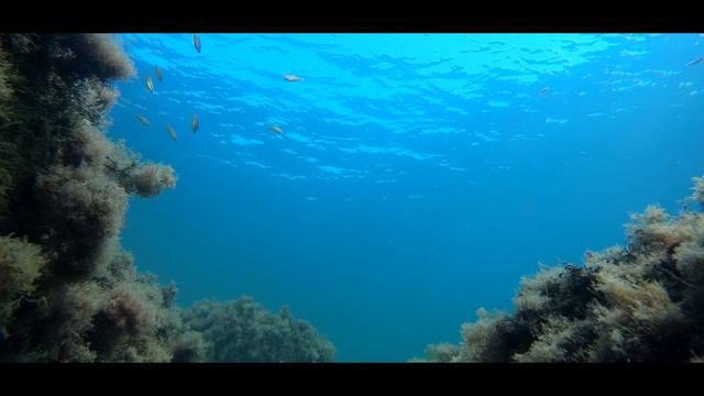 Август в Черном море. смотреть онлайн