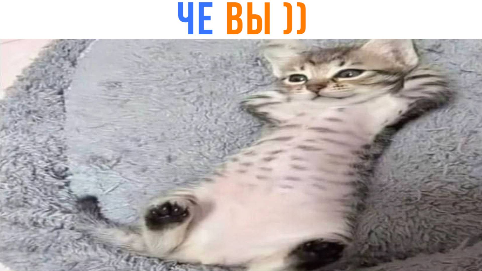 ЧЕ ВЫ ))) Приколы с котами | Мемозг 1657