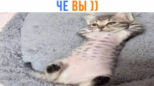 ЧЕ ВЫ ))) Приколы с котами | Мемозг 1657