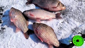 Кто хочет уже зимнюю рыбалку?!) Зимняя рыбалка на карася. Ловля карася на мормышку. Зимняя рыбалка