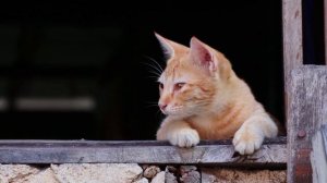 Осенний сонет