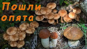 По грибы 2025! Пошли опята, много подосиновиков, белые грибы